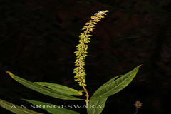 Buddleja asiatica